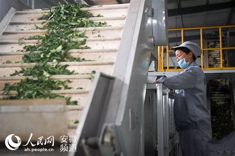 创新助力茶产业:揉捻机在茶叶加工中的应用与发展